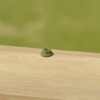 Hex head screw for acoustic fencing